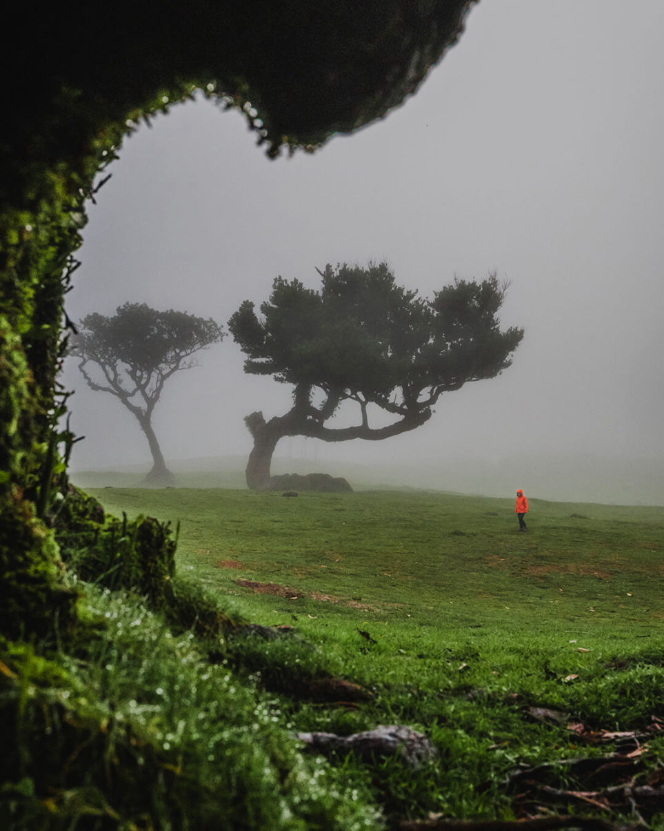 madeira-green-and-blue-fanal