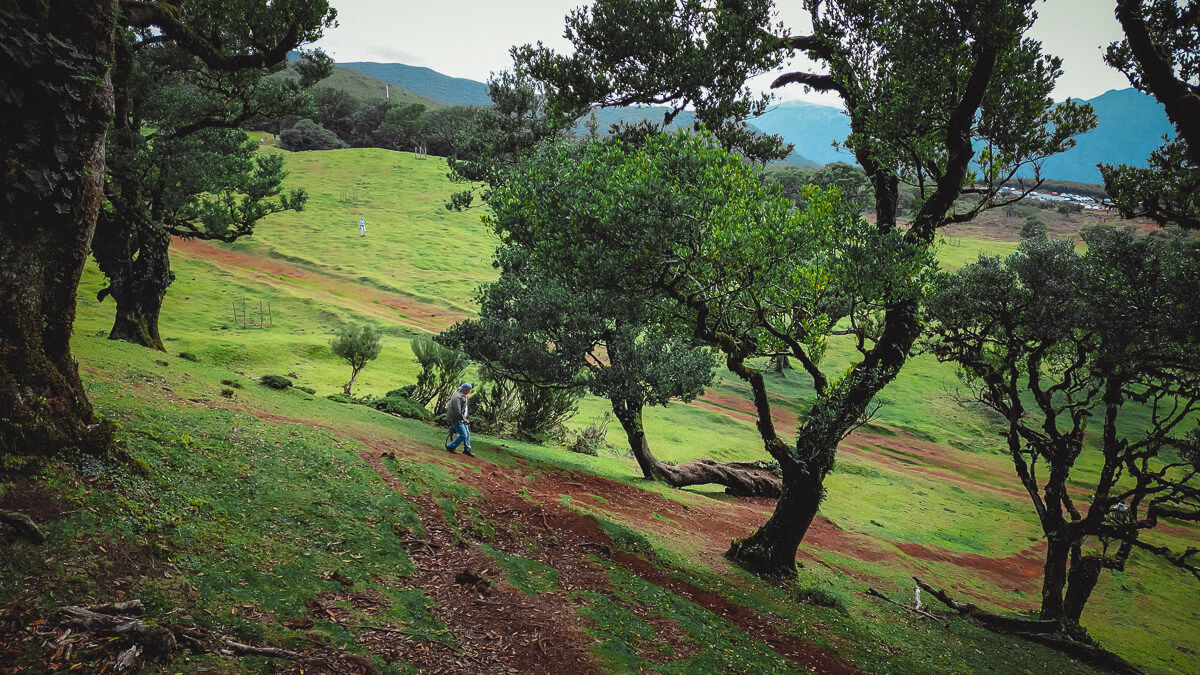 Fanal forest with trees and a person walking in the area