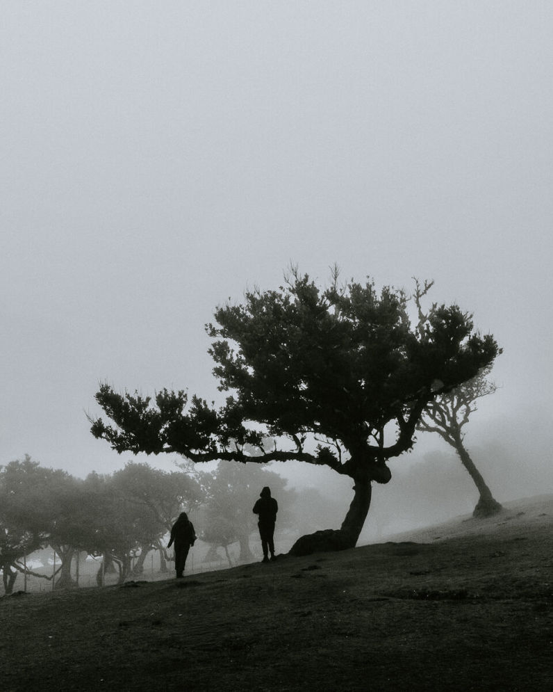 Fanal Forest tree with two persons walking by